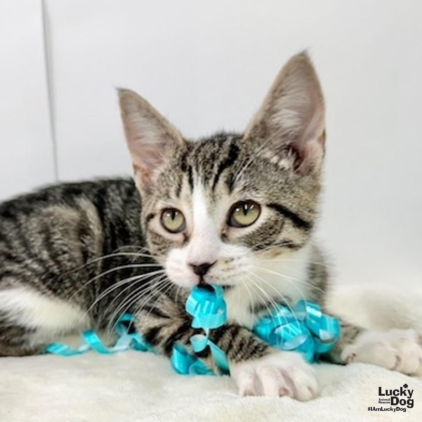 BAILEY - Domestic Short Hair available for adoption