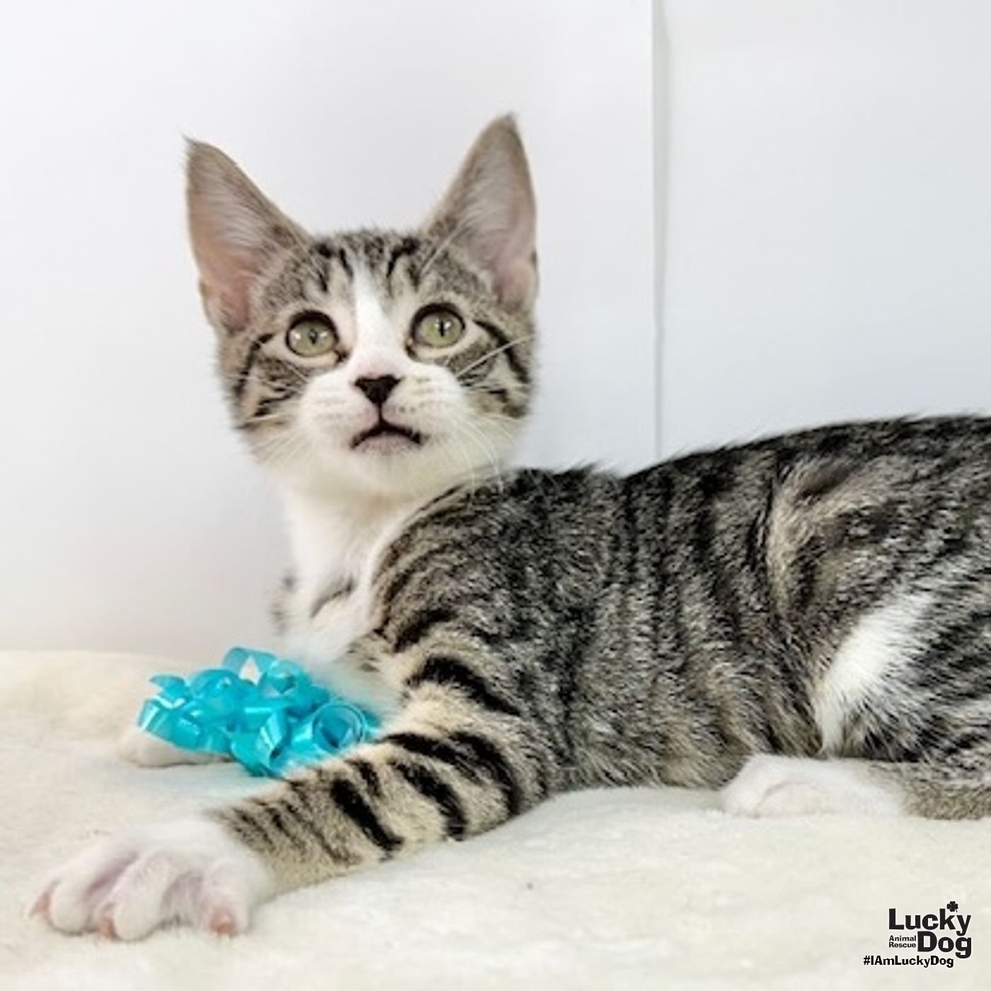 BAILEY - Domestic Short Hair available for adoption