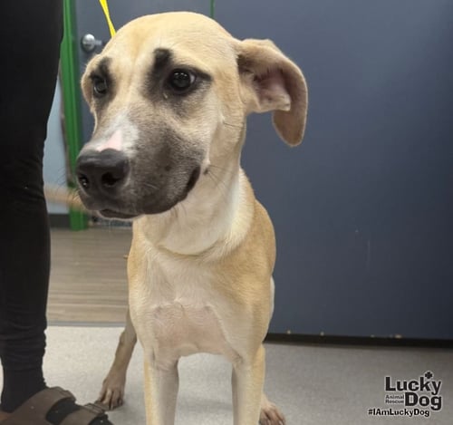 PINEAPPLE - Shepherd / Labrador Retriever available for adoption