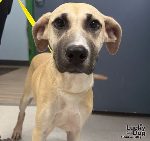 PINEAPPLE - Shepherd / Labrador Retriever available for adoption