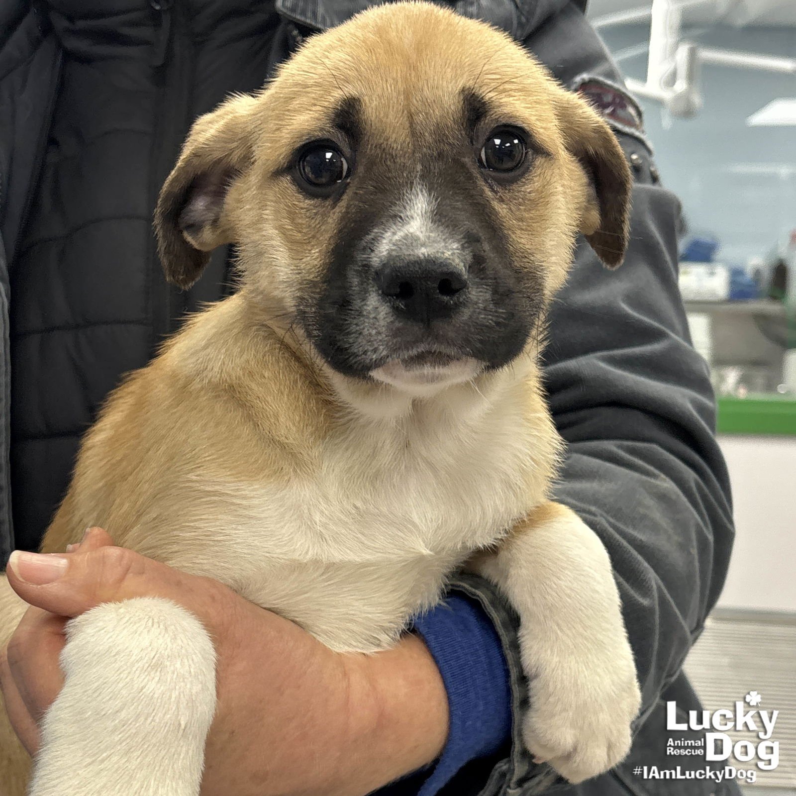 NEW COACH - Golden Retriever / Shepherd available for adoption