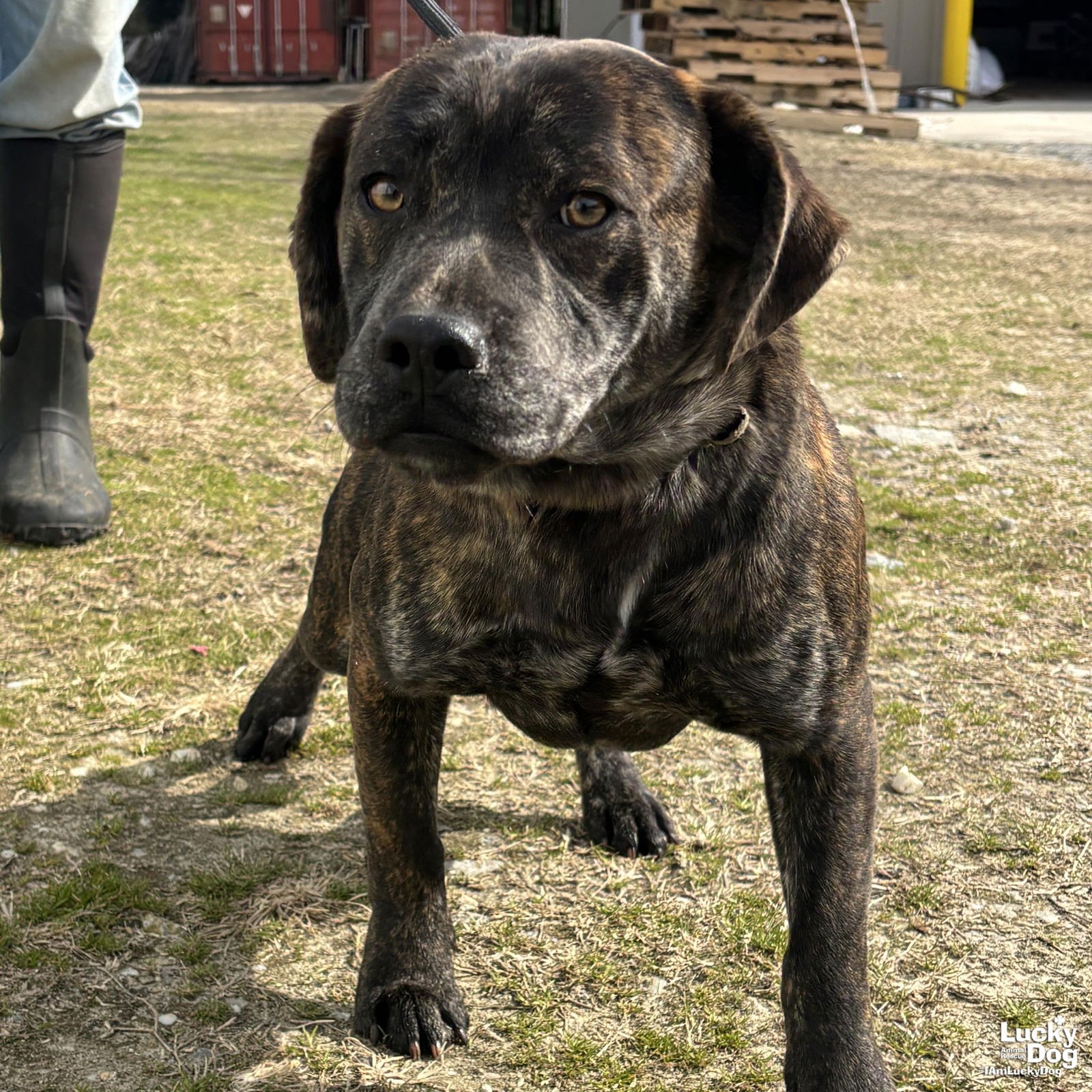 LUIGI - Shepherd / Basset Hound available for adoption