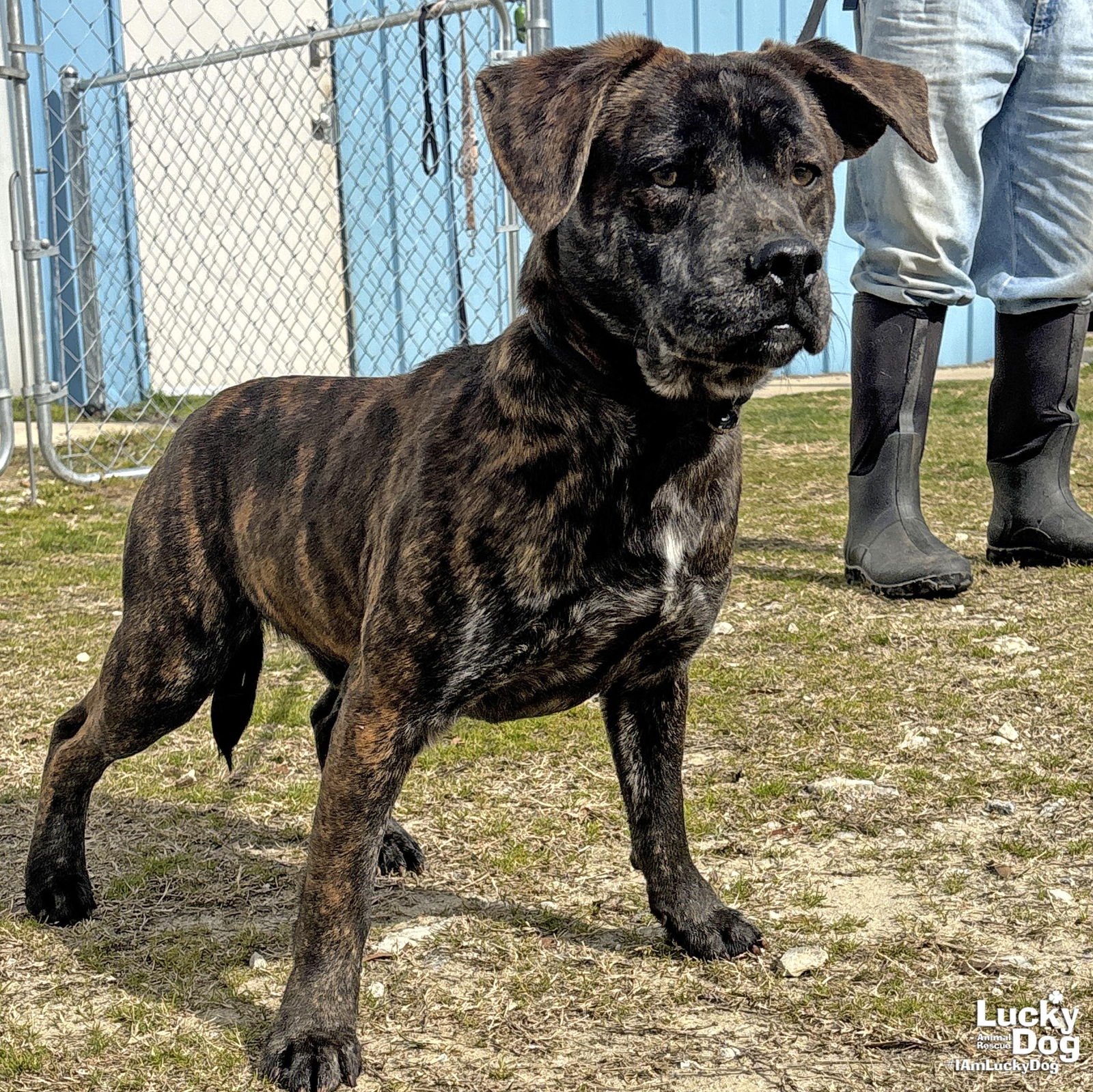 LUIGI - Shepherd / Basset Hound available for adoption