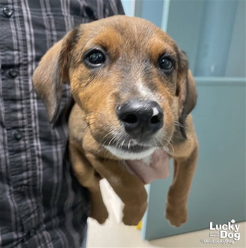 MR. ABBOTT - Beagle available for adoption