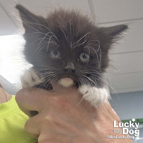 BETSY - Domestic Long Hair / Tuxedo available for adoption