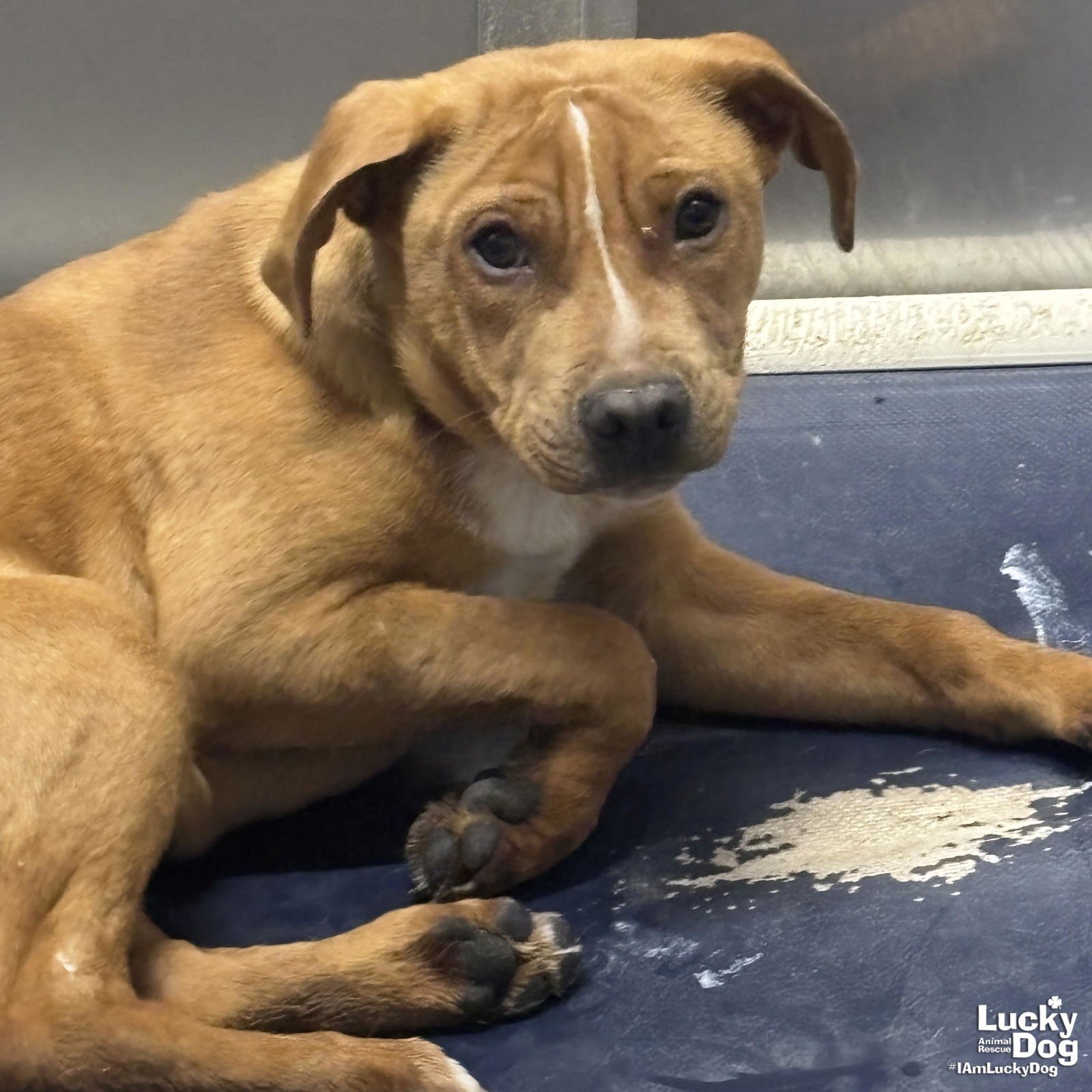 SPARTACUS - Shepherd / Beagle available for adoption