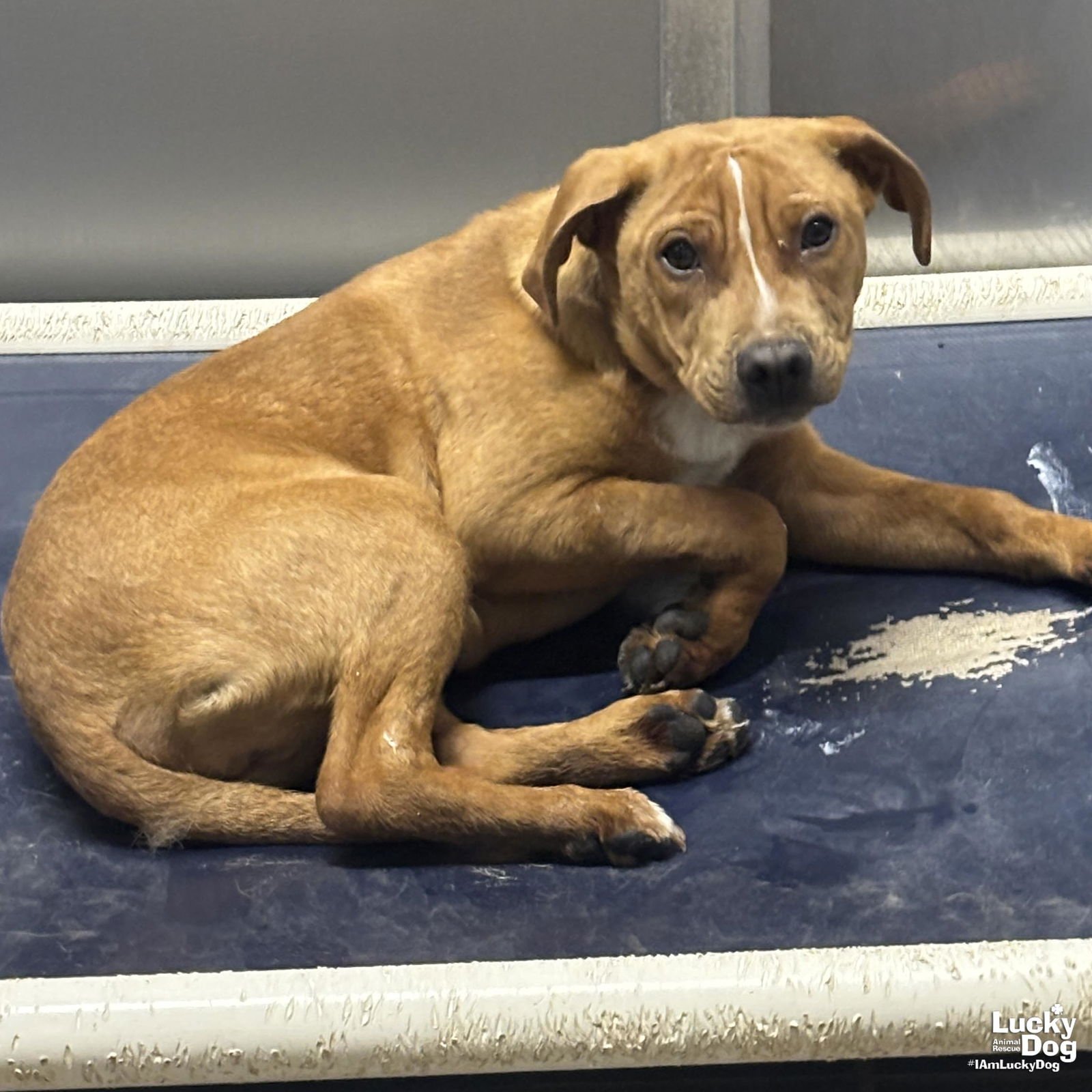 SPARTACUS - Shepherd / Beagle available for adoption