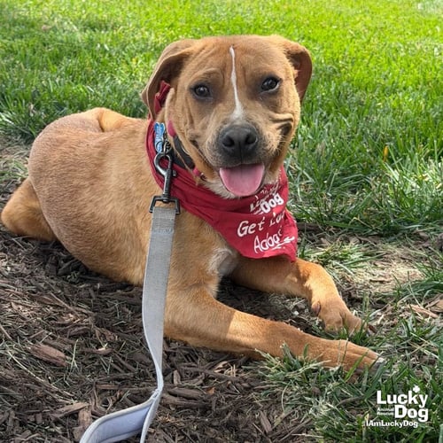 SPARTACUS - Shepherd / Beagle available for adoption
