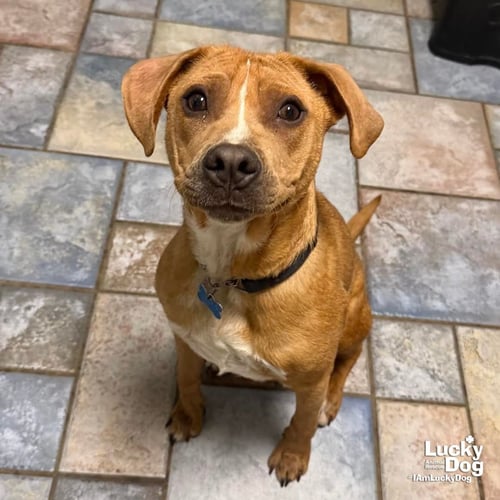 SPARTACUS - Shepherd / Beagle available for adoption