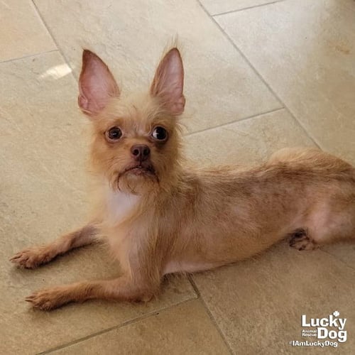 SARABI - Chihuahua available for adoption