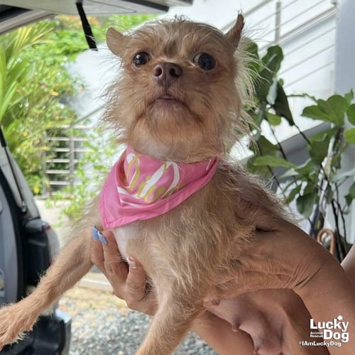 SARABI - Chihuahua available for adoption