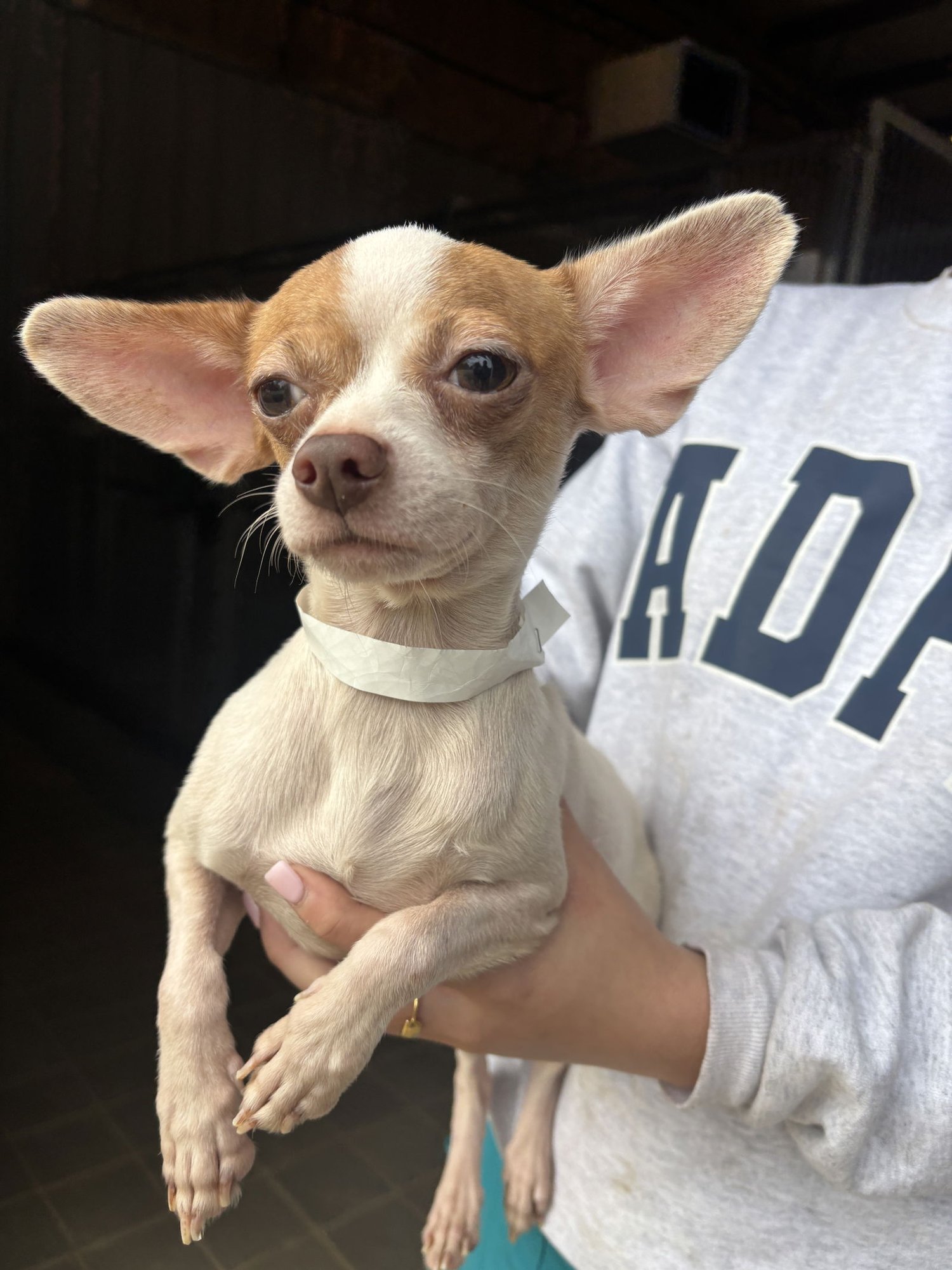 SEBASTIAN - Chihuahua available for adoption