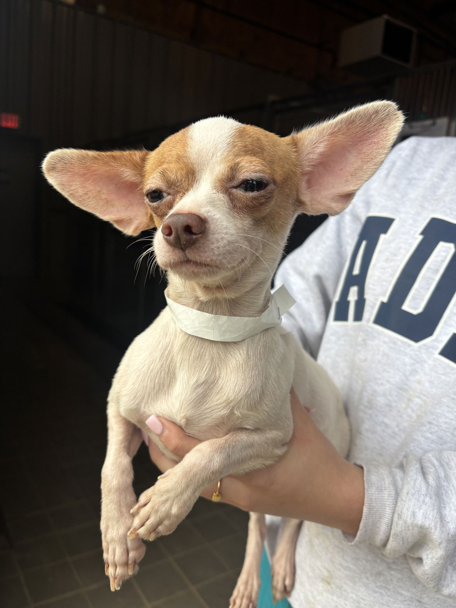 SEBASTIAN - Chihuahua available for adoption