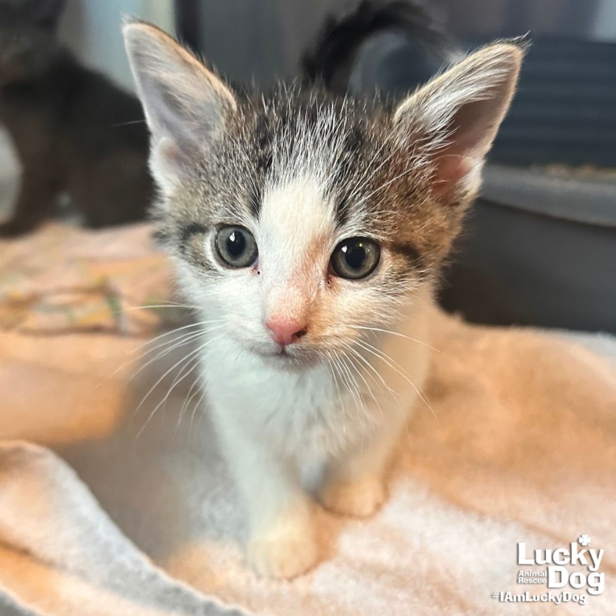 LIL ICE TRAY - Domestic Short Hair available for adoption