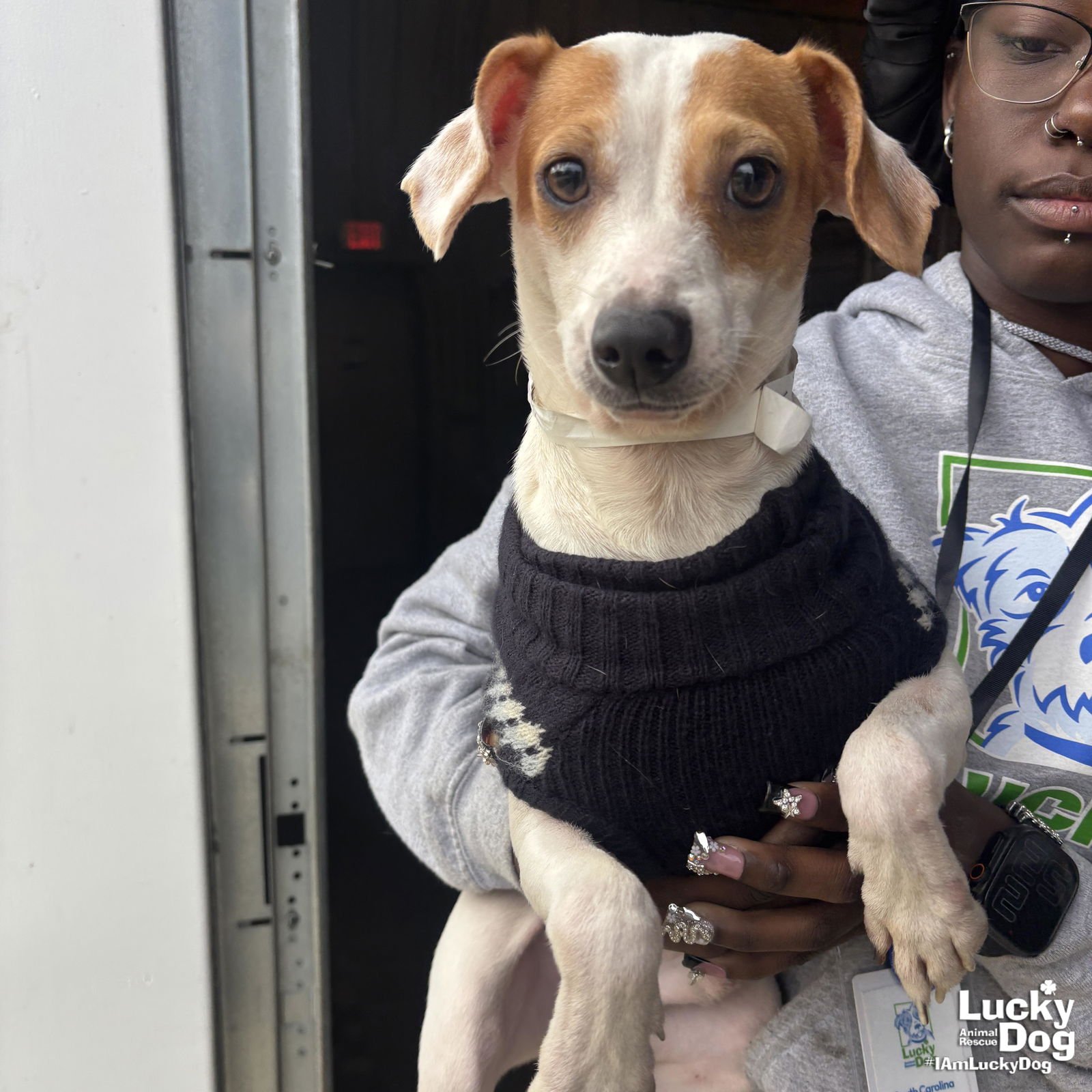 CAMILO - Chihuahua available for adoption