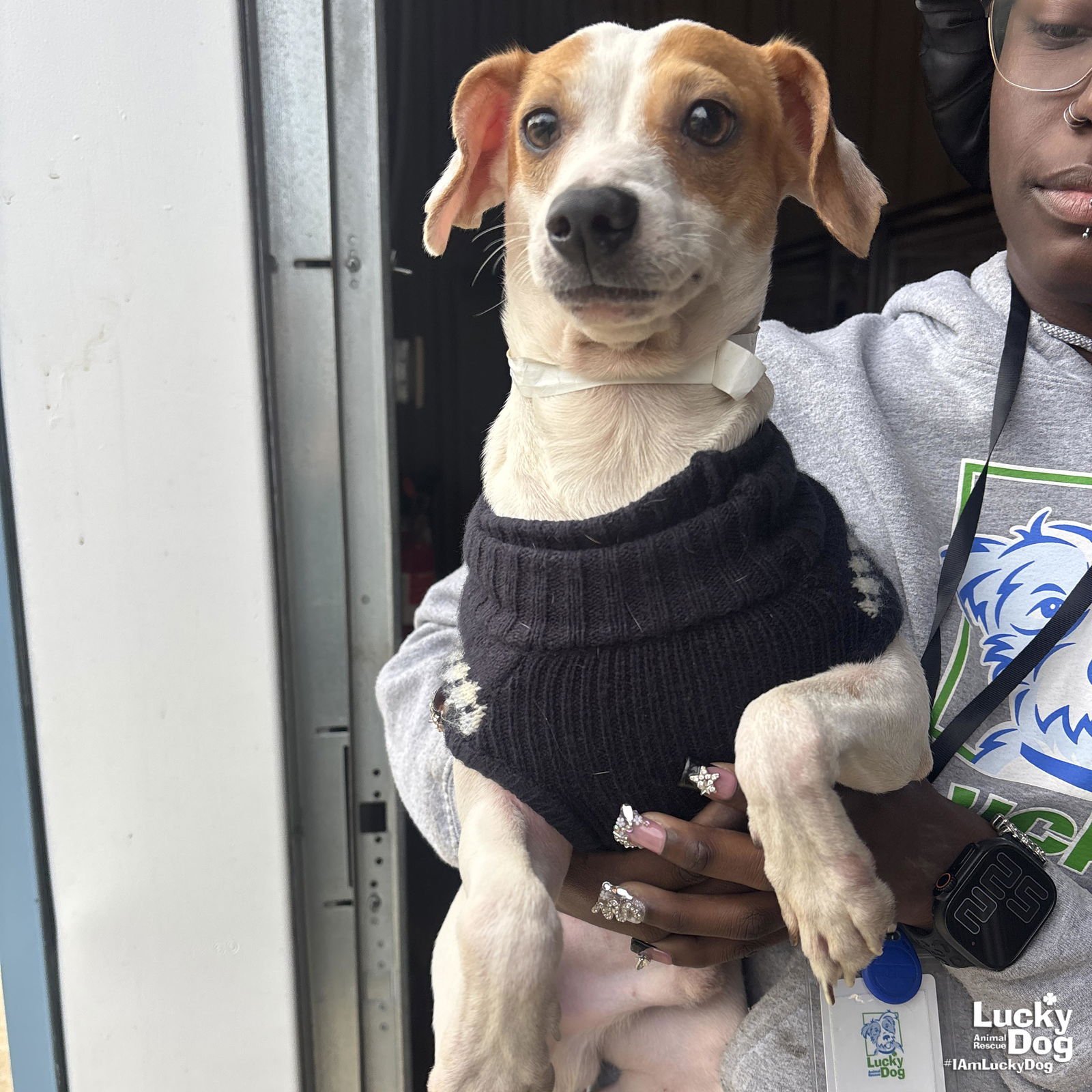 CAMILO - Chihuahua available for adoption