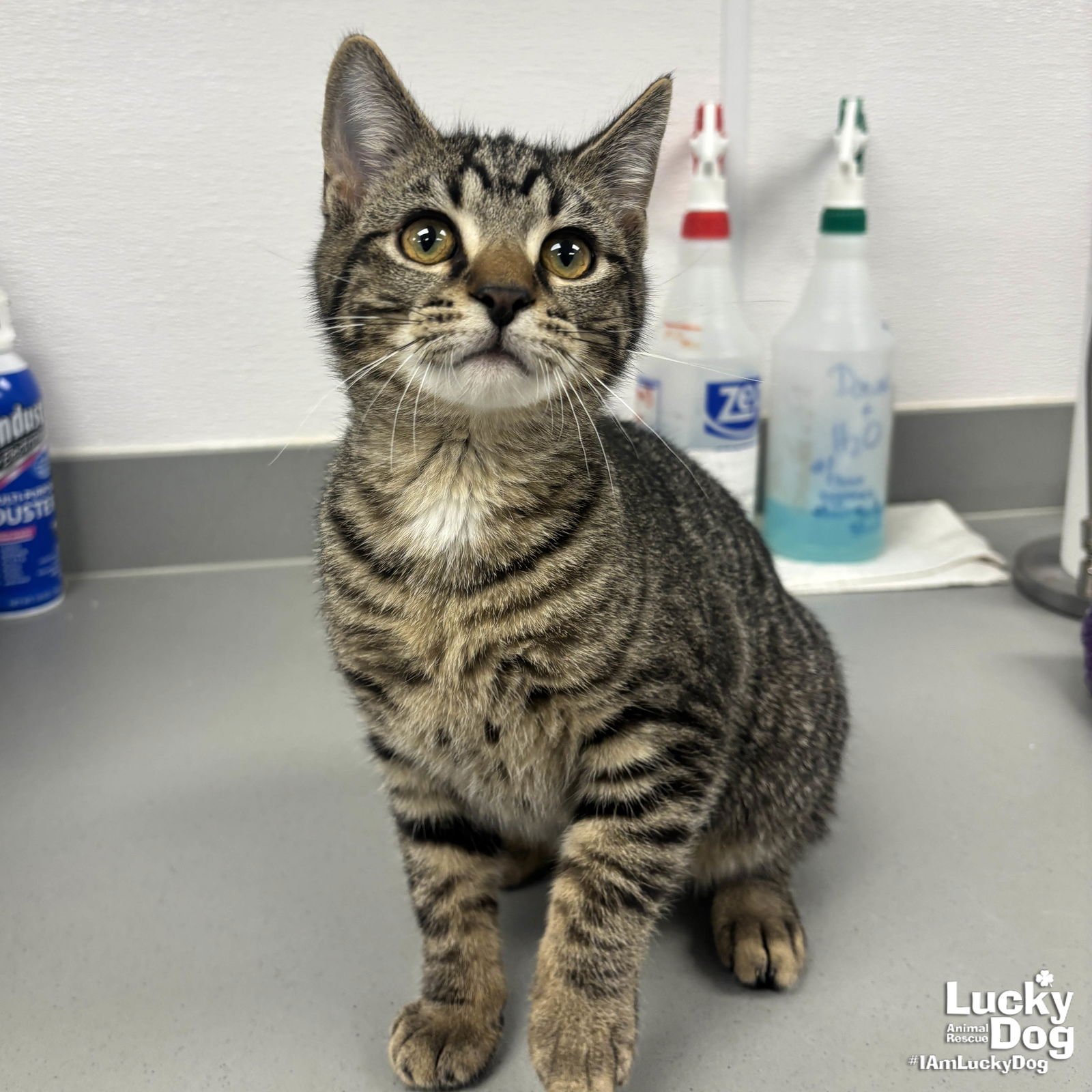 JACKSON - Domestic Short Hair available for adoption