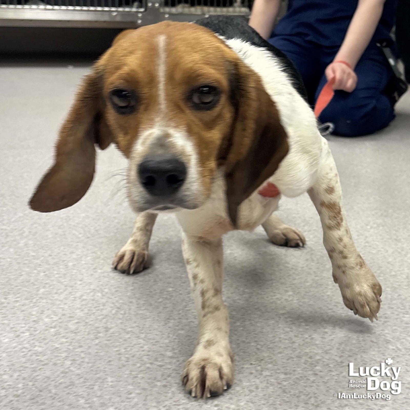 SMITH - Beagle available for adoption