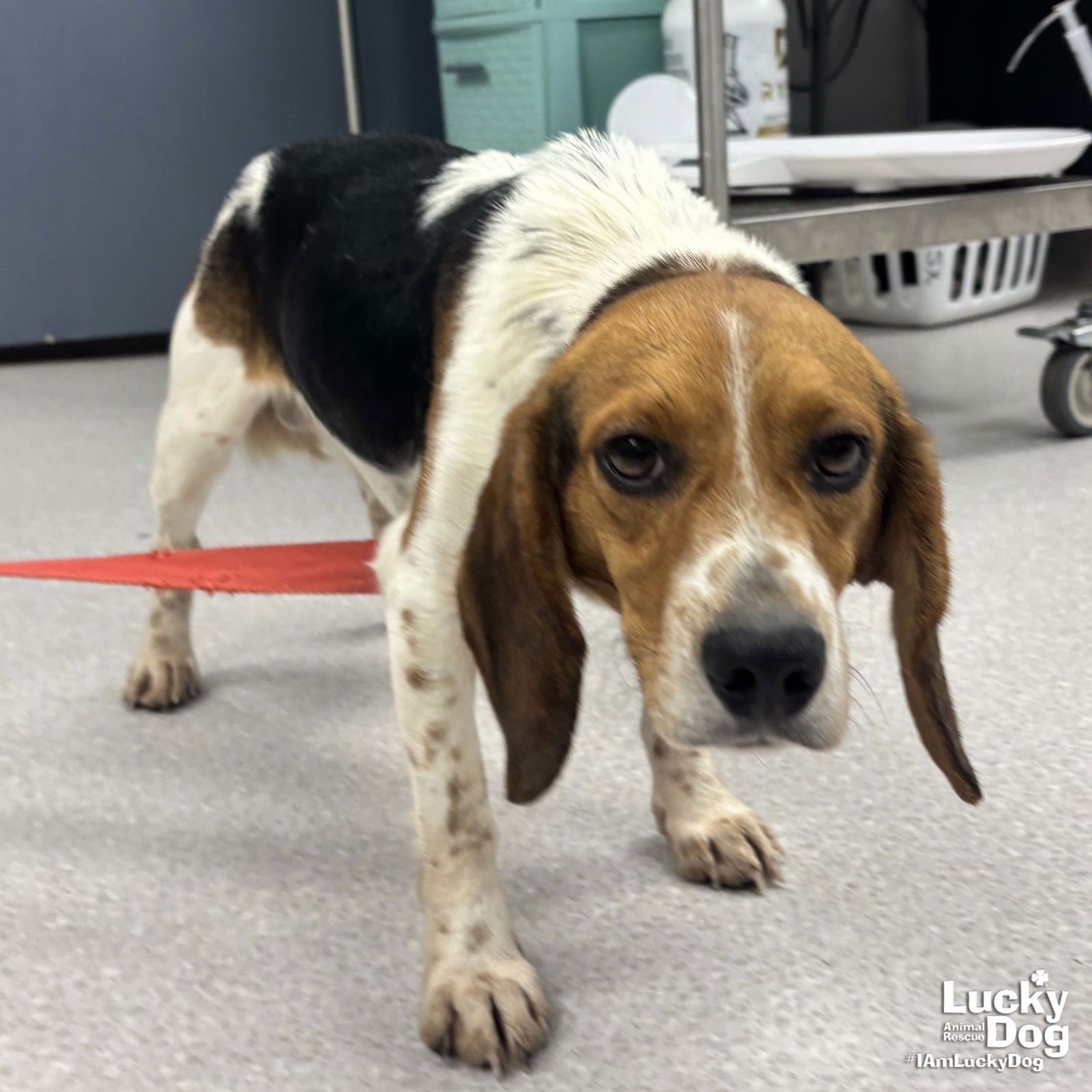 SMITH - Beagle available for adoption