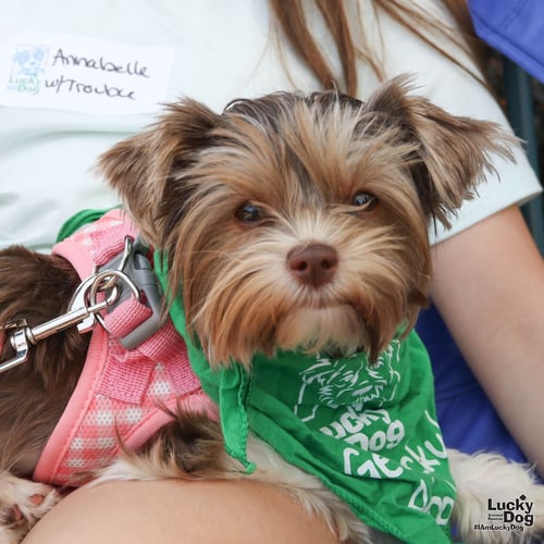 TROUBLE - Shih Tzu available for adoption