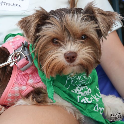 TROUBLE - Shih Tzu available for adoption