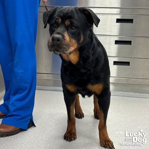 HARPER - Rottweiler available for adoption