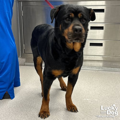 HARPER - Rottweiler available for adoption