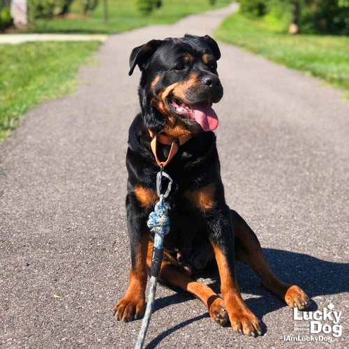 HARPER - Rottweiler available for adoption