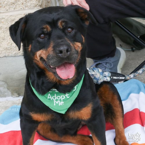 HARPER - Rottweiler available for adoption