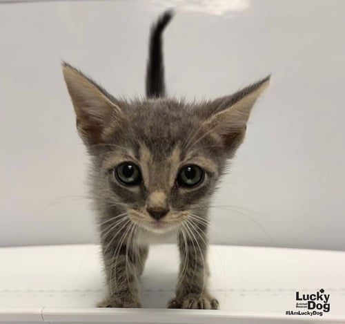 AUGUSTA - Domestic Short Hair available for adoption