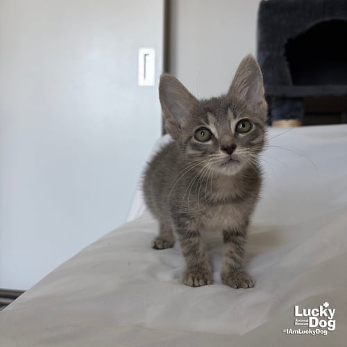 AUGUSTA - Domestic Short Hair available for adoption
