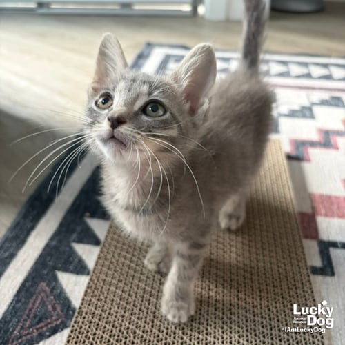 AUGUSTA - Domestic Short Hair available for adoption