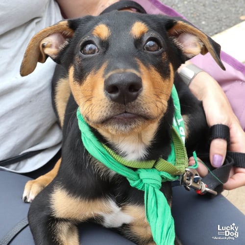 ANTEROS - Australian Cattle Dog/Blue Heeler available for adoption