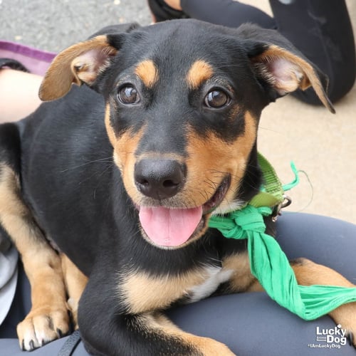 ANTEROS - Australian Cattle Dog/Blue Heeler available for adoption