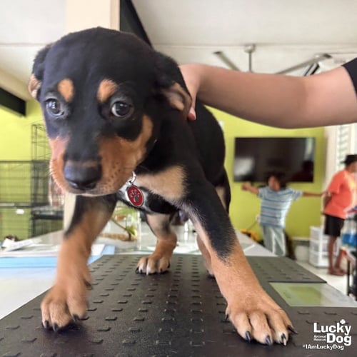 ANTEROS - Australian Cattle Dog/Blue Heeler available for adoption