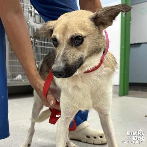 OTIS - Terrier / Shetland Sheepdog Sheltie available for adoption