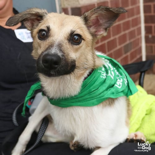 OTIS - Terrier / Shetland Sheepdog Sheltie available for adoption
