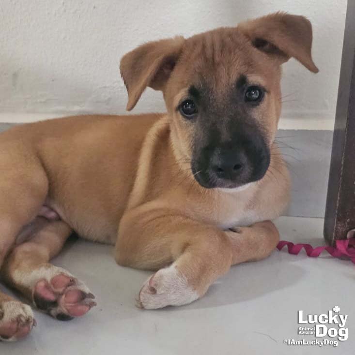 EROS - Labrador Retriever available for adoption