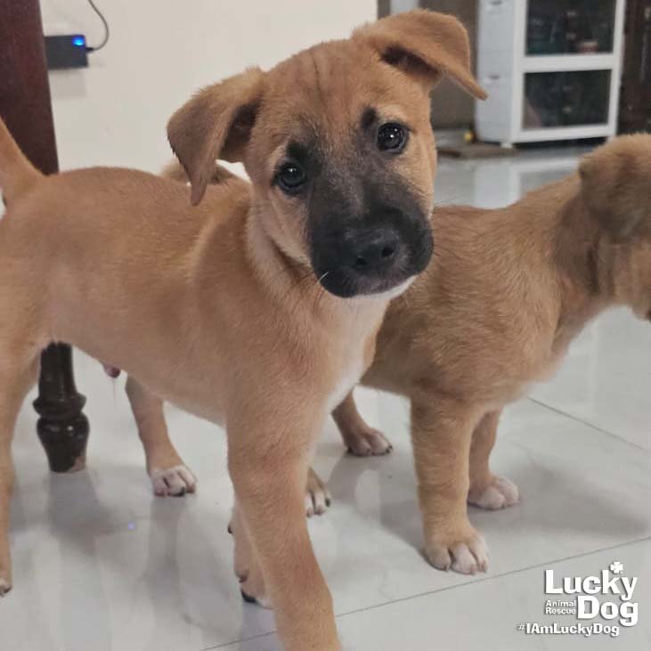 EROS - Labrador Retriever available for adoption