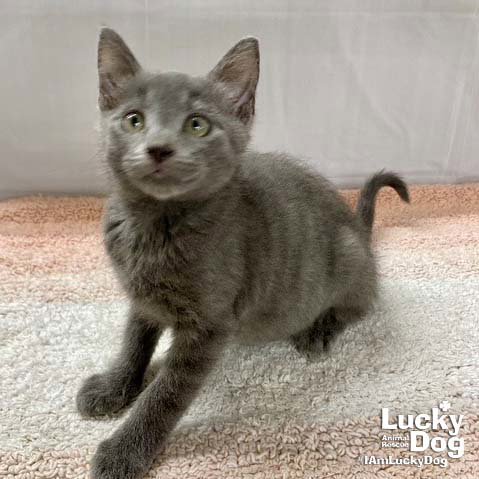 ARTEMIS - Domestic Short Hair available for adoption