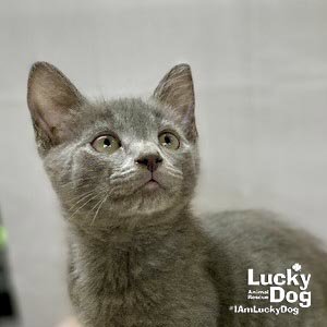 ARTEMIS - Domestic Short Hair available for adoption