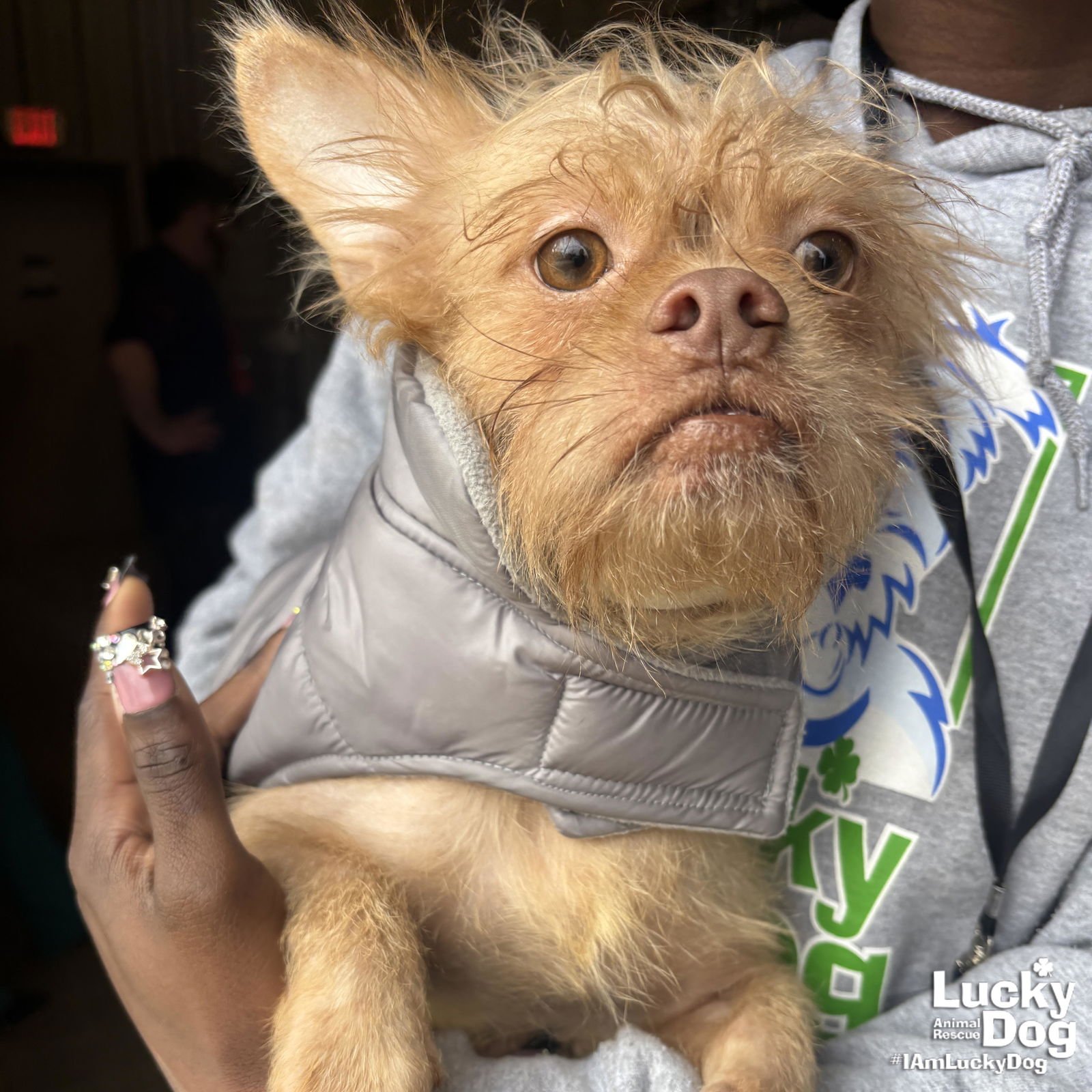 OSMAN - Chihuahua available for adoption