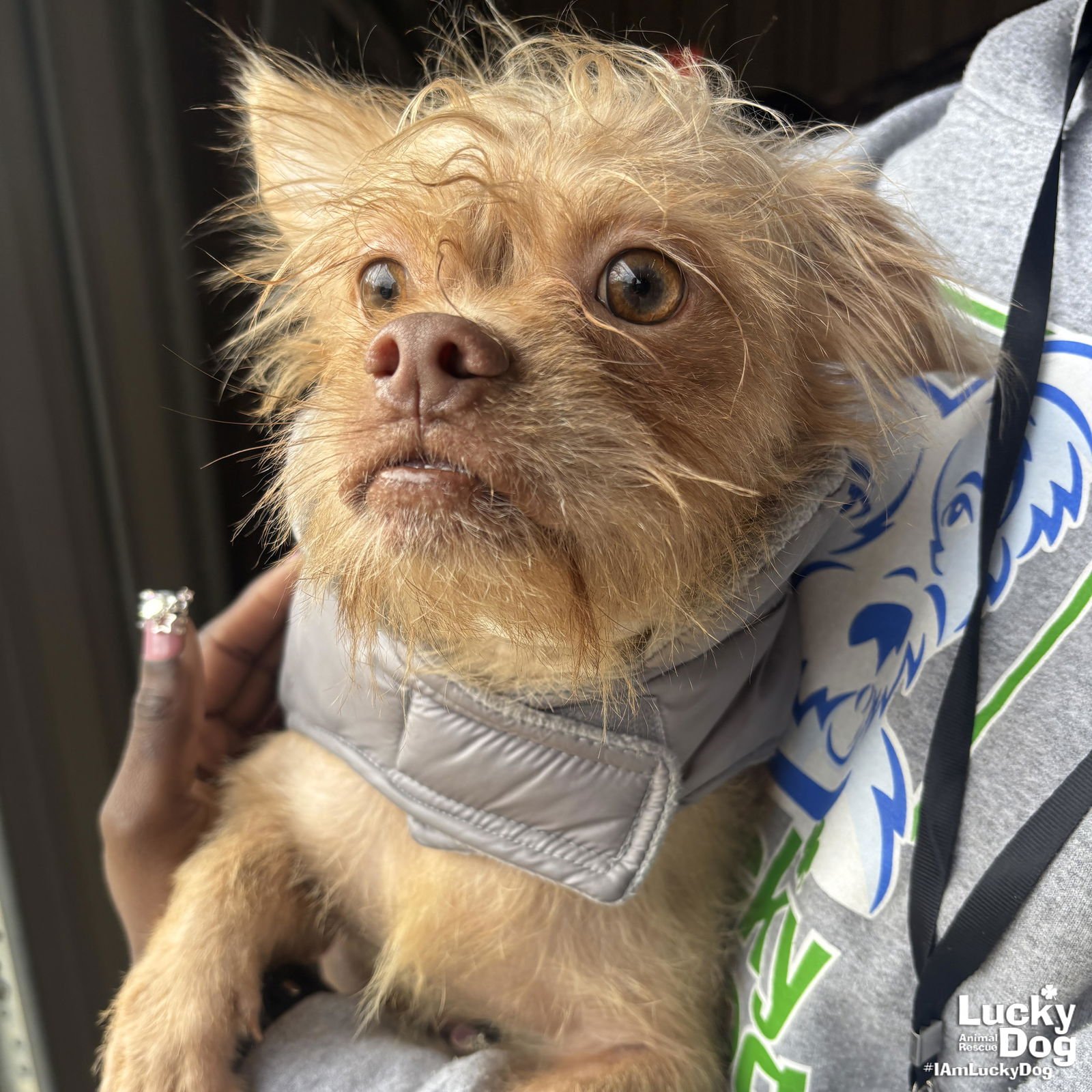 OSMAN - Chihuahua available for adoption