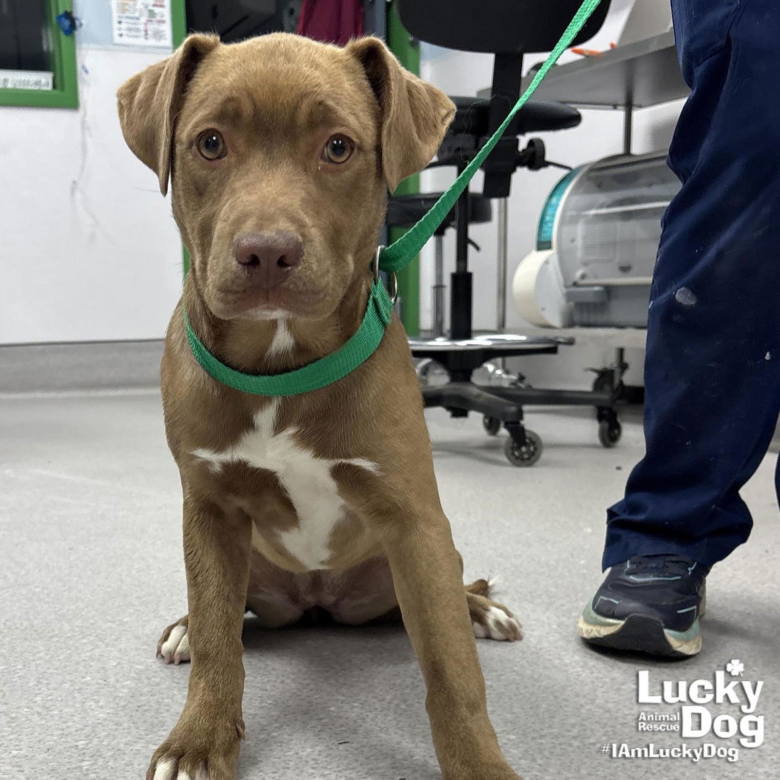 FANTA - Labrador Retriever / Shepherd available for adoption