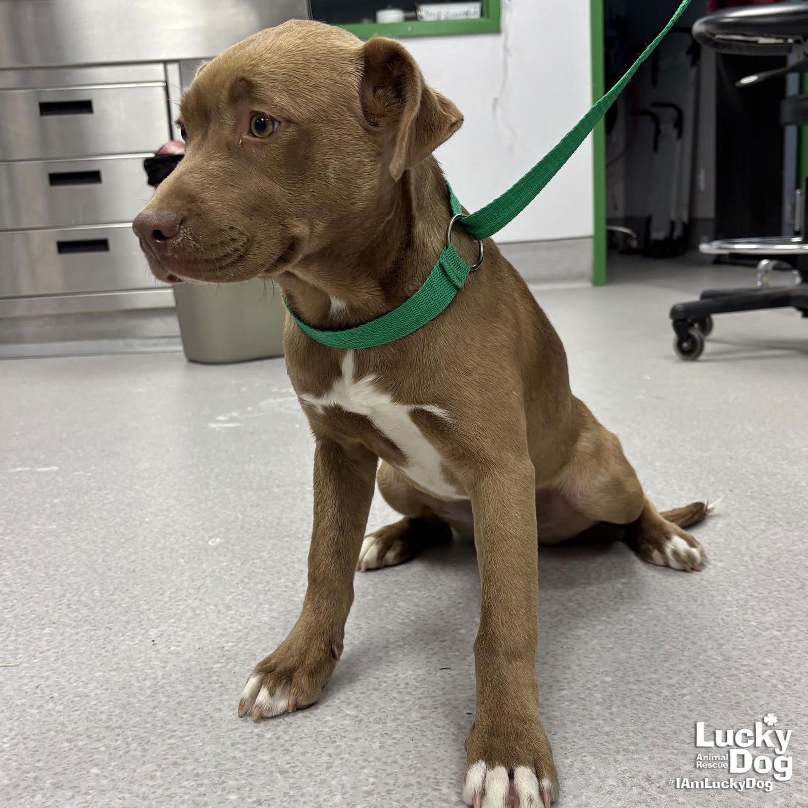 FANTA - Labrador Retriever / Shepherd available for adoption