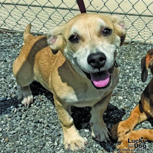SADIE - Basset Hound available for adoption
