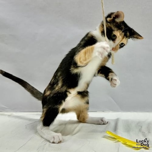 LIZA - Domestic Short Hair available for adoption