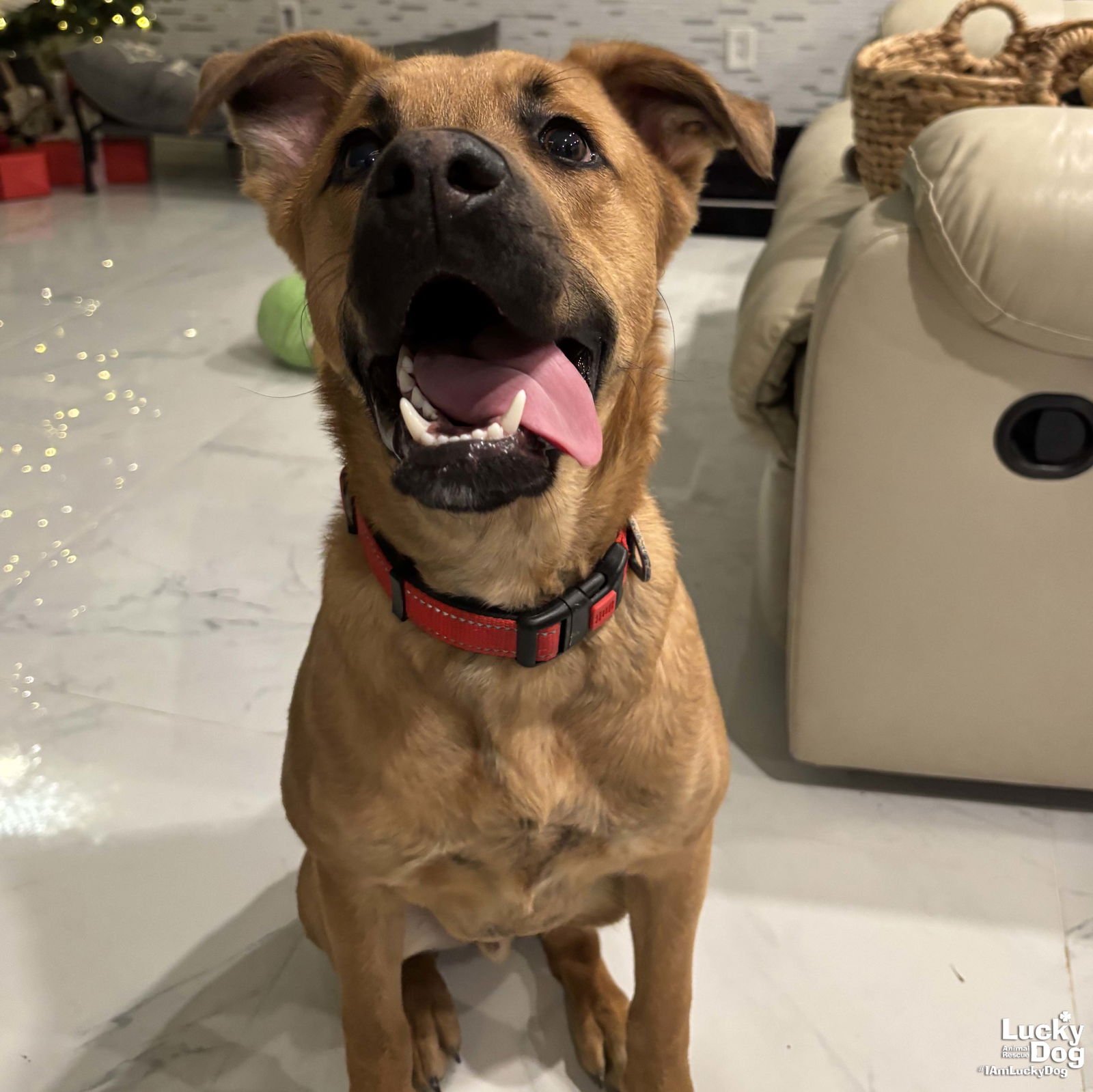 BAMBOO - Shepherd available for adoption