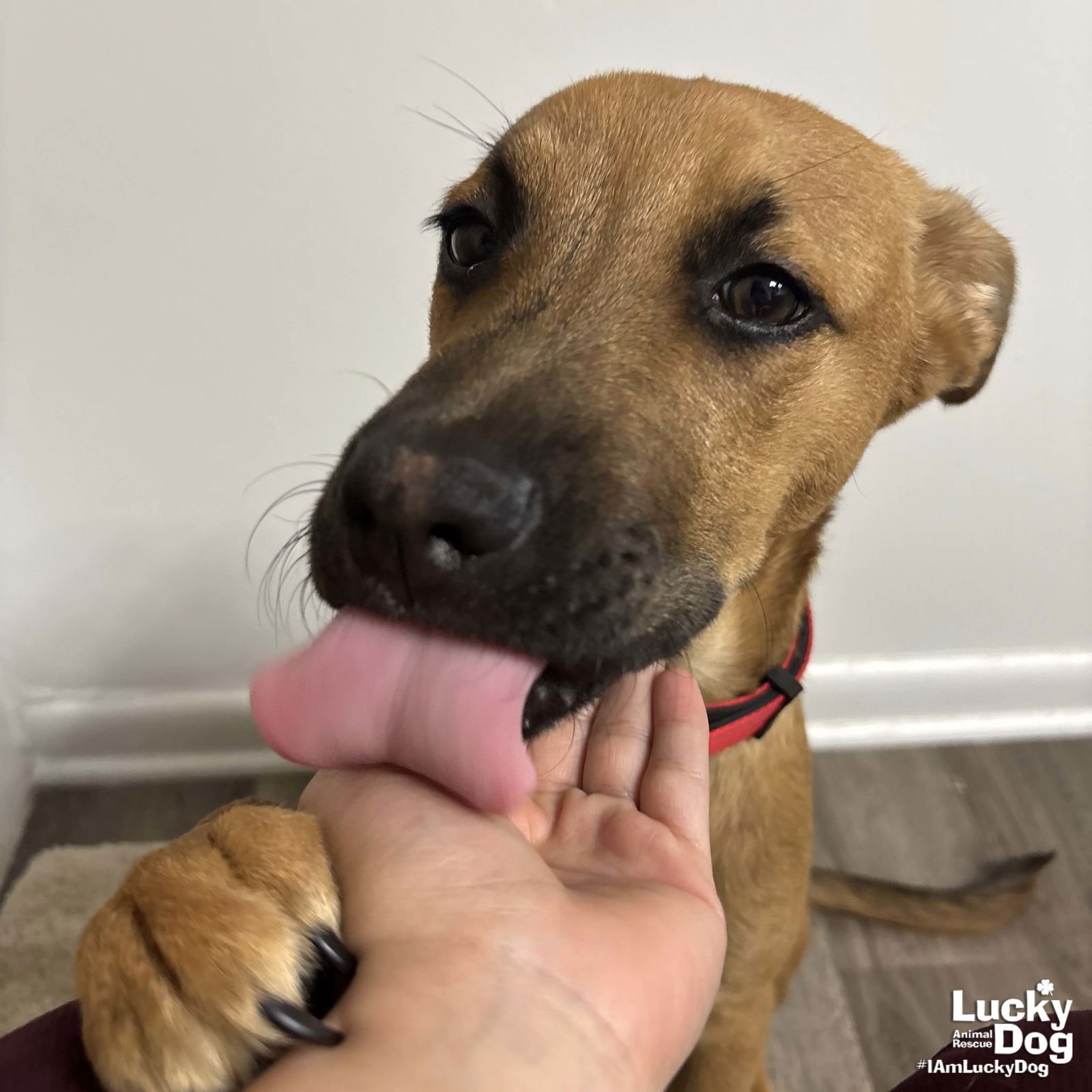 BAMBOO - Shepherd available for adoption