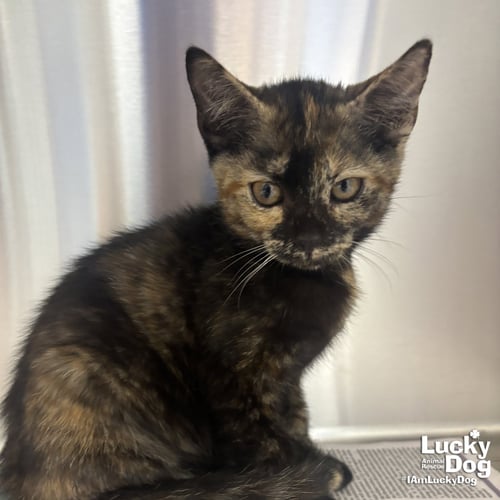 LOTTIE - Domestic Short Hair available for adoption